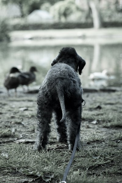 2014-06-2 Cherry-6305.jpg - 9 Wochen / 9 weeksFirst time out to meet some ducks.
